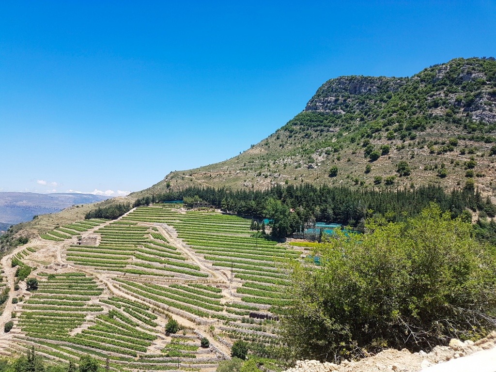 Lebanese Wine